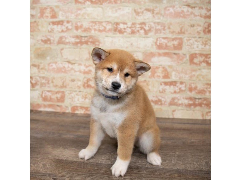 Shiba Inu-DOG-Male-Red-2661931-My Next Puppy