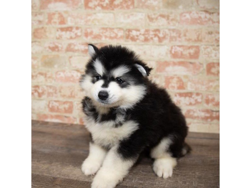 Pomsky-DOG-Male-Black / White-2661934-My Next Puppy