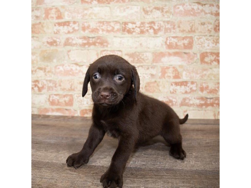 Labrador Retriever-DOG-Female-Chocolate-2661941-My Next Puppy