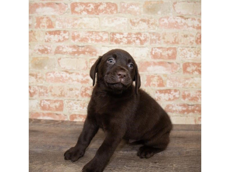 Labrador Retriever-DOG-Male-Chocolate-2661944-My Next Puppy
