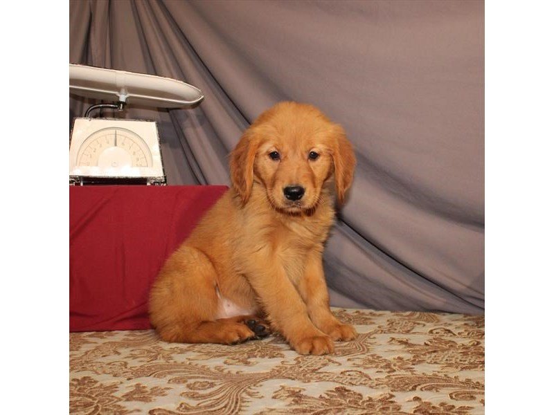 Golden Retriever-DOG-Female-Dark Golden-2632692-My Next Puppy