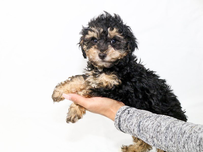 Poodle-DOG-Male-Black / Tan-2640495-My Next Puppy