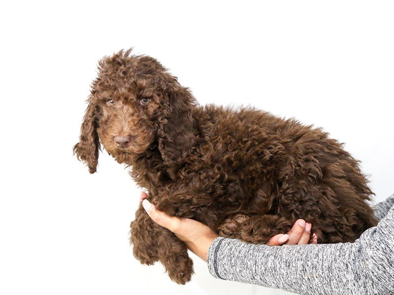 Poodle-DOG-Female-Chocolate-2640484-My Next Puppy