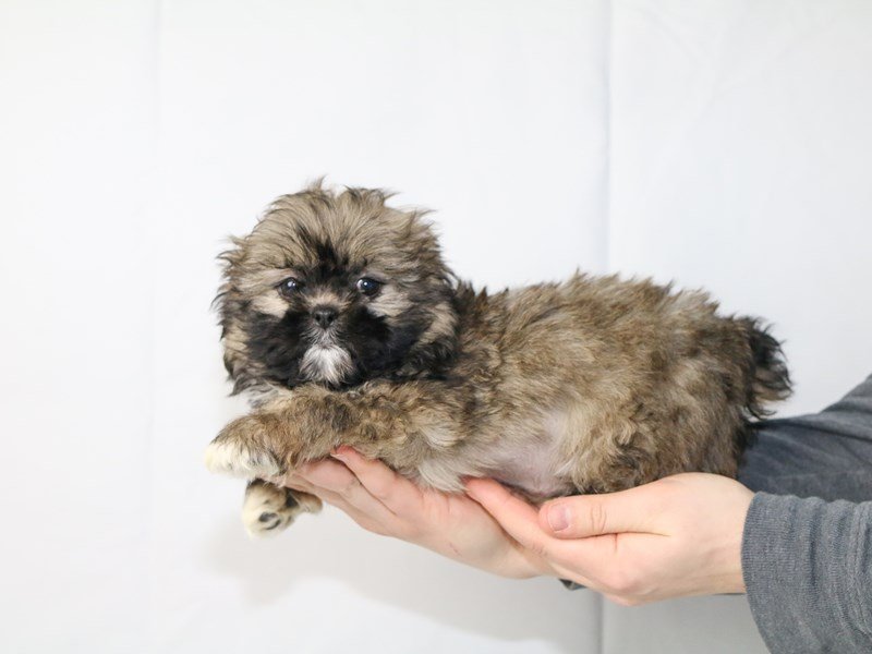 Shih Tzu-DOG-Female-Brindle-2651065-My Next Puppy