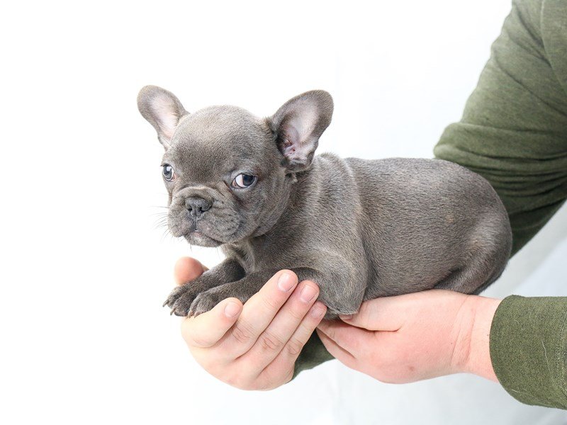 French Bulldog-DOG-Male-Blue-2655987-My Next Puppy