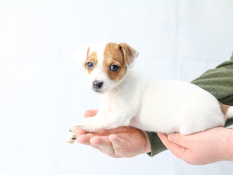 Jack Russell Terrier-DOG-Female-White / Red-2656061-My Next Puppy