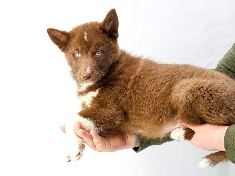 Pomsky-DOG-Male-Chocolate-2655992-My Next Puppy