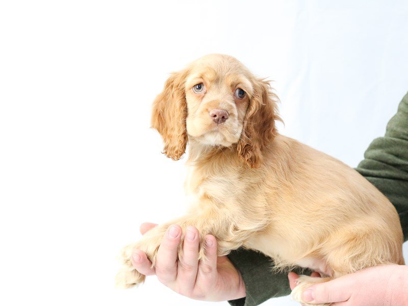 Cocker Spaniel-DOG-Female-Buff-2655999-My Next Puppy