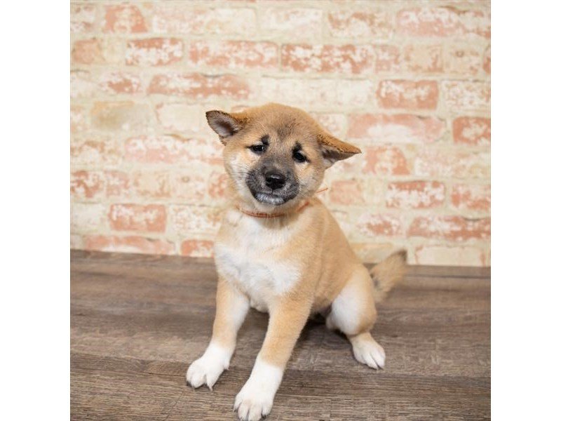 Shiba Inu-DOG-Female-Red-2662171-My Next Puppy