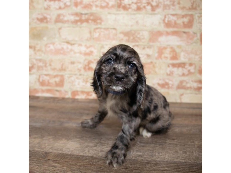 Cocker Spaniel-DOG-Male-Black Roan-2662172-My Next Puppy