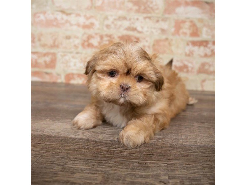 Shih Tzu-DOG-Male-Gold-2662174-My Next Puppy