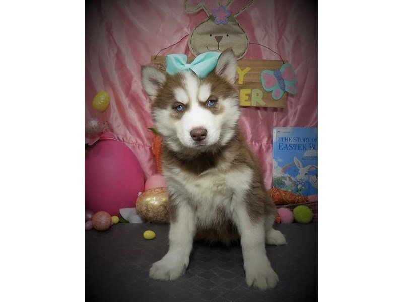 Siberian Husky-DOG-Female-Black / White-2667953-My Next Puppy