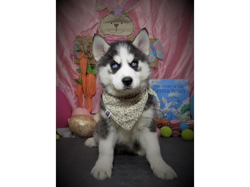 Siberian Husky-DOG-Male-Black / White-2667954-My Next Puppy