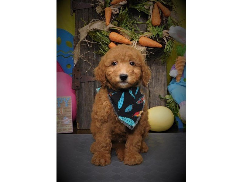 2nd Generation Mini Goldendoodle-DOG-Male-Red-2667955-My Next Puppy