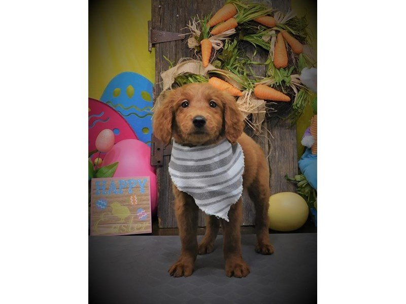 2nd Generation Mini Goldendoodle-DOG-Male-Red-2667956-My Next Puppy