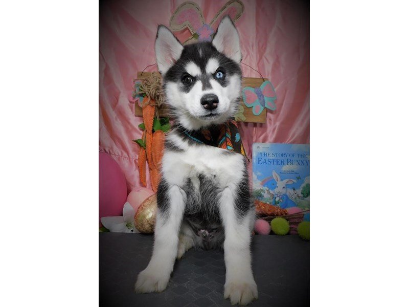Siberian Husky-DOG-Male-Black / White-2672907-My Next Puppy