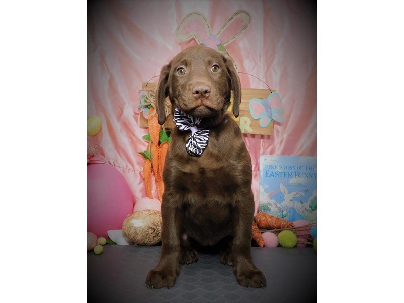 Labrador Retriever-DOG-Female-Chocolate-2672908-My Next Puppy