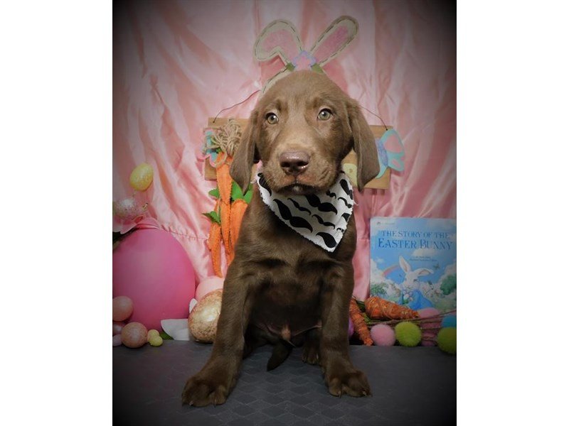 Labrador Retriever-DOG-Male-Chocolate-2672910-My Next Puppy