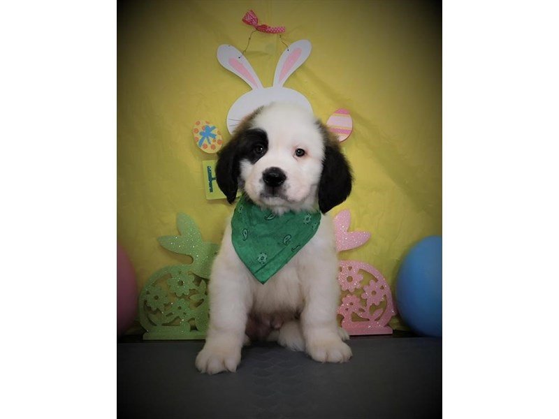 Saint Bernard-Male-Mahogany / White-2672913-My Next Puppy