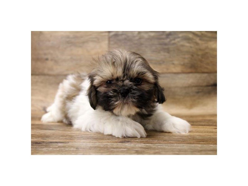 Shih Tzu-DOG-Male-Gold / White-2680396-My Next Puppy