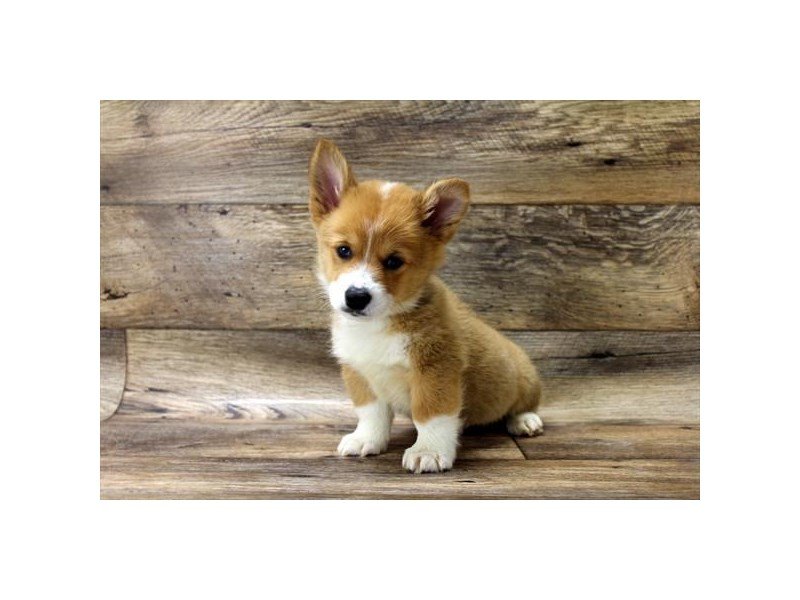 Pembroke Welsh Corgi-DOG-Male-Sable / White-2680401-My Next Puppy