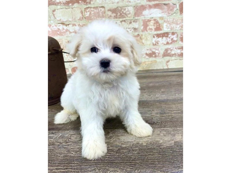 Maltese-DOG-Male-White-2680444-My Next Puppy