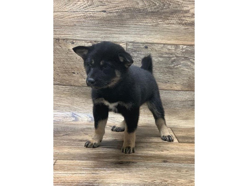 Shiba Inu-DOG-Female-Black / Tan-2651069-My Next Puppy