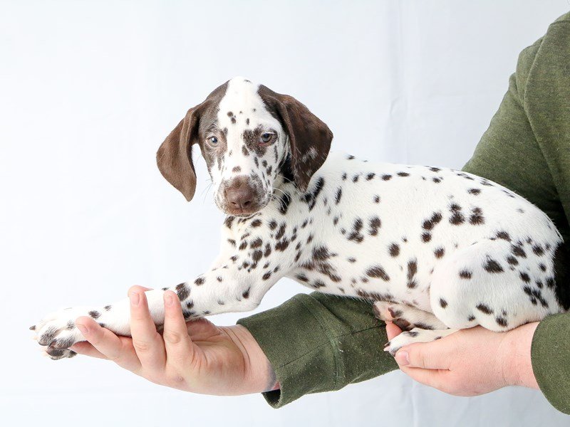 Dalmatian-DOG-Female-White / Liver-2655996-My Next Puppy