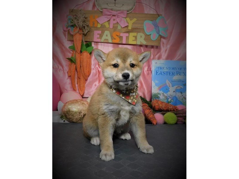 Shiba Inu-DOG-Male-Red Sesame-2672905-My Next Puppy