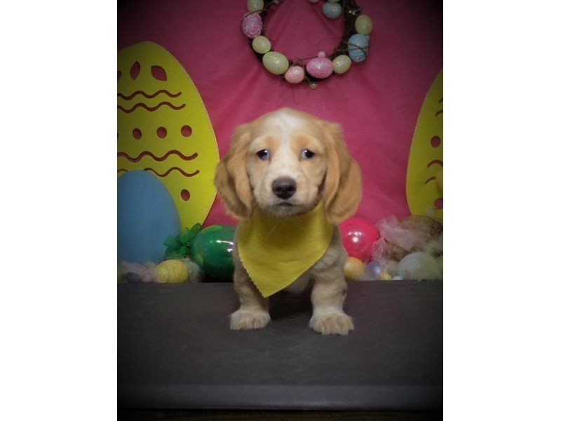 Miniature Dachshund-DOG-Male-Isabella-2672912-My Next Puppy
