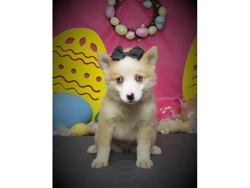 Pomsky-DOG-Female-Orange-2680414-My Next Puppy