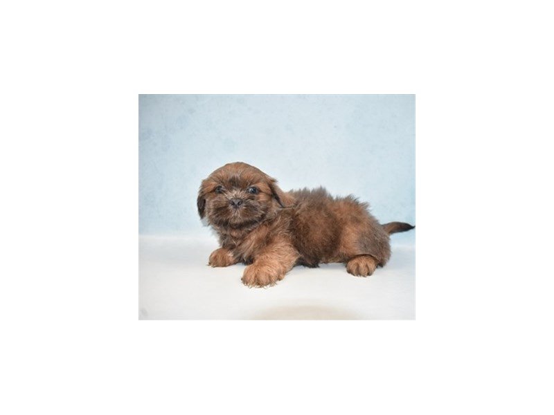 Shih Tzu-DOG-Male-Blue-2688385-My Next Puppy