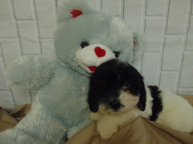 Cava Poo-DOG-Female-BLK WHITE-2686961-My Next Puppy
