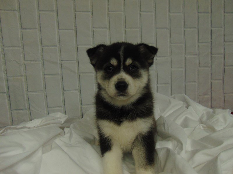 Pomsky-DOG-Female-BLK WHT-2686675-My Next Puppy