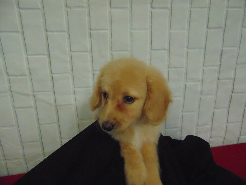 Moyen Goldendoodle-DOG-Female-Cream-2686824-My Next Puppy