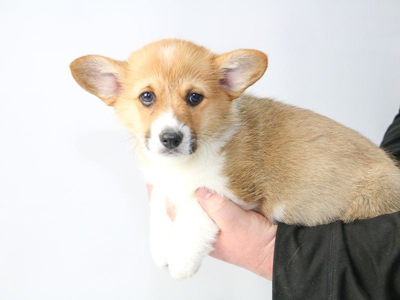 Pembroke Welsh Corgi-DOG-Male-Red-2686238-My Next Puppy