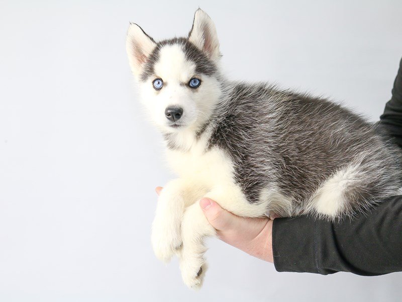 Siberian Husky-DOG-Female-Black / White-2686875-My Next Puppy
