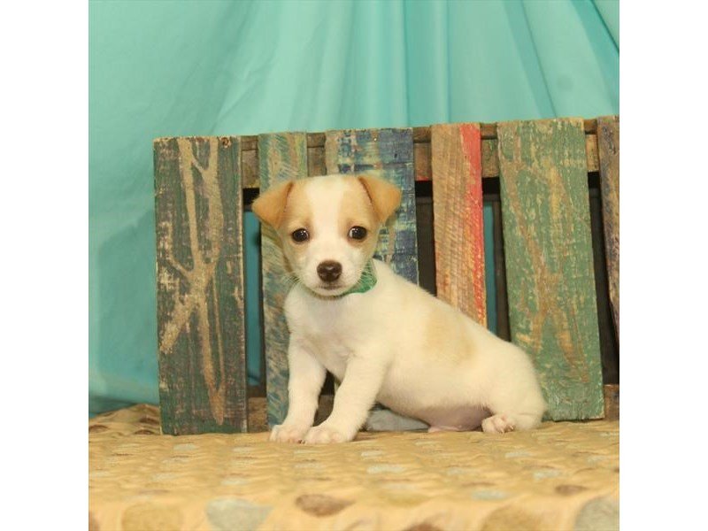 Jack Russell Terrier-DOG-Male-White / Lemon-2694107-My Next Puppy