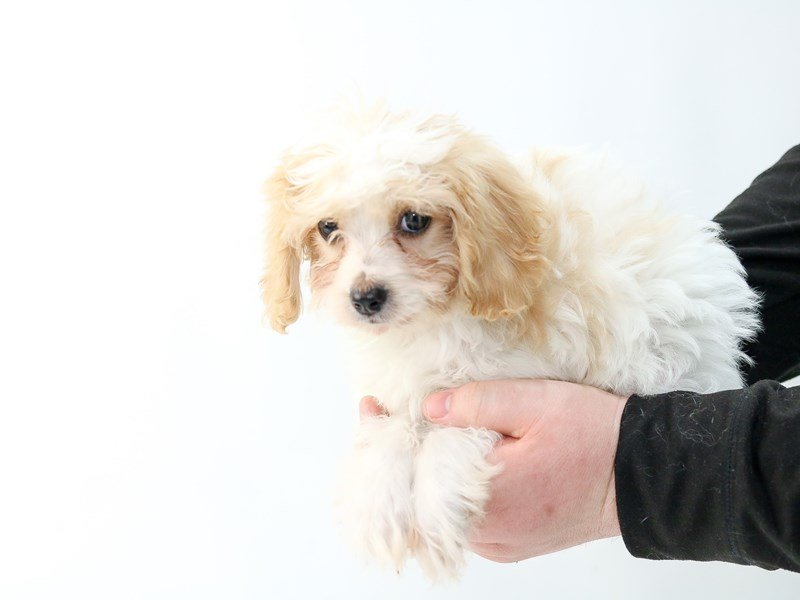 Cavachon-DOG-Female-BLENHEIM-2693865-My Next Puppy