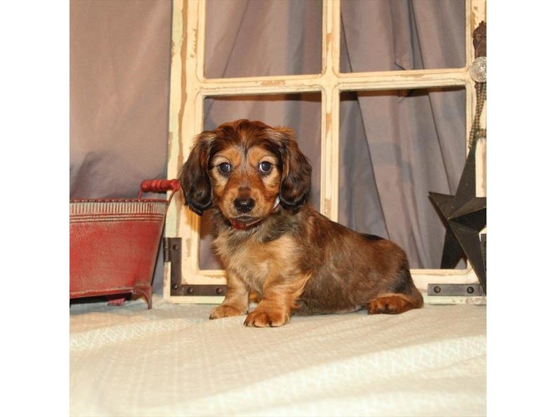 Miniature Dachshund-DOG-Male-Red Sable-2702827-My Next Puppy