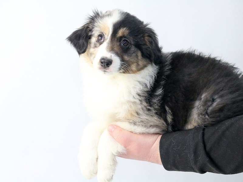 Miniature Australian Shepherd-DOG-Female-BLK TRI-2693583-My Next Puppy