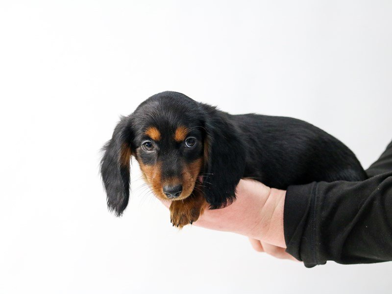 Miniature Dachshund-DOG-Female-Black tan-2693523-My Next Puppy