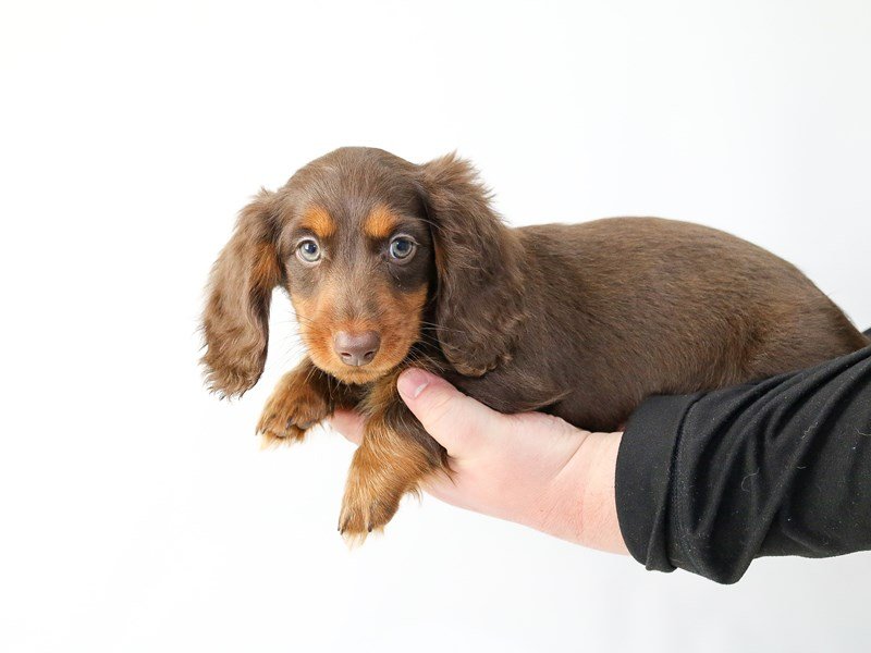 Miniature Dachshund-DOG-Male-CHOC TAN-2693521-My Next Puppy