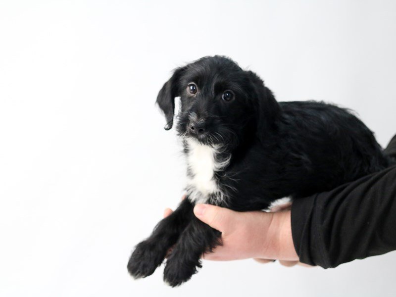 Yorkiepoo-Male-BLK-2693731-My Next Puppy