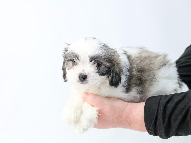 Teddy Bear-DOG-Female-Brown White-2693400-My Next Puppy