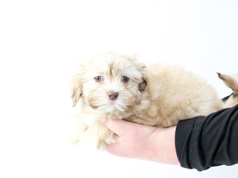 Teddy Bear-DOG-Female-Brown White-2693374-My Next Puppy