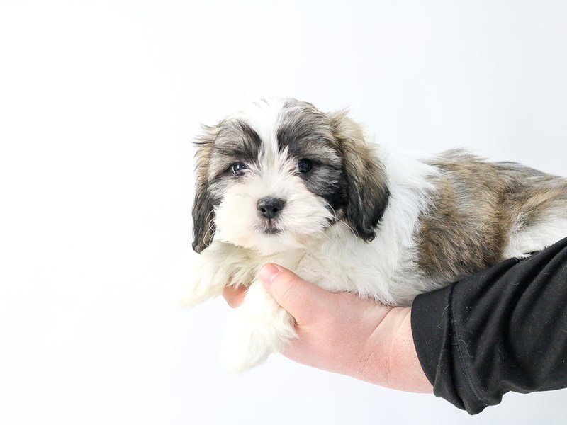 Teddy Bear-DOG-Female-Brown White-2693373-My Next Puppy