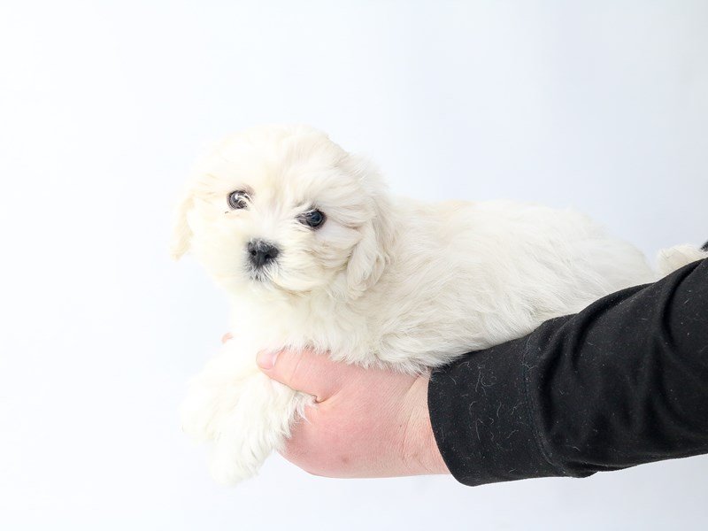 Teddy Bear-DOG-Female-Brown White-2693401-My Next Puppy