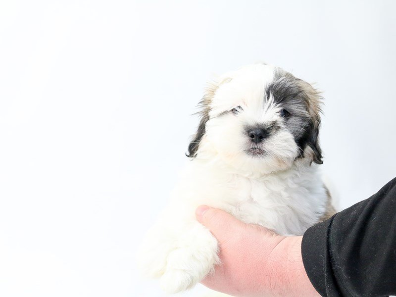 Teddy Bear-DOG-Male-Brown White-2693372-My Next Puppy