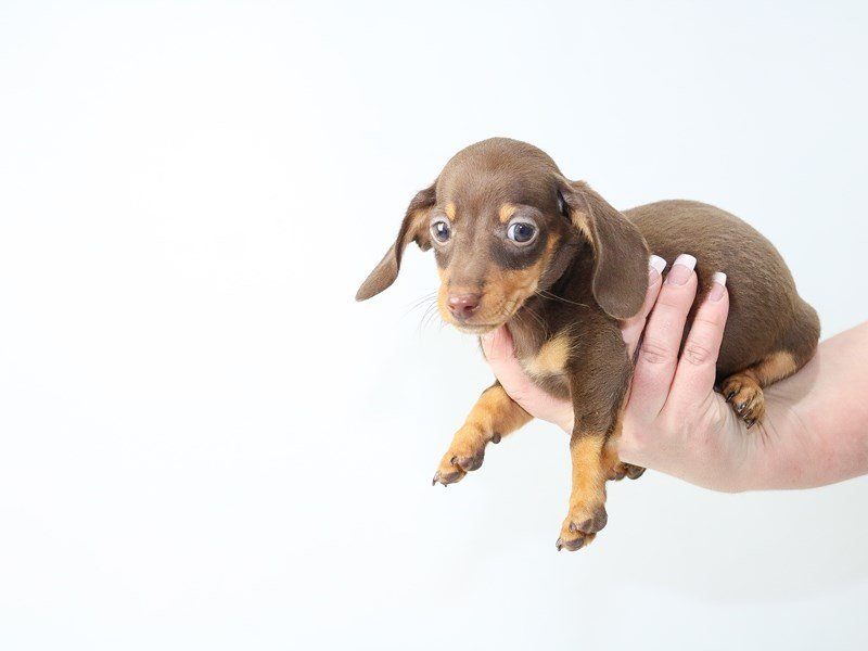 Dachshund-DOG-Male-Chocolate/Tan-2704254-My Next Puppy